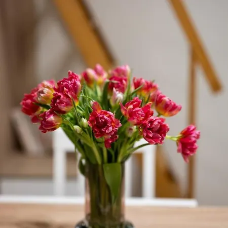 Native Dietla 17 公寓 *